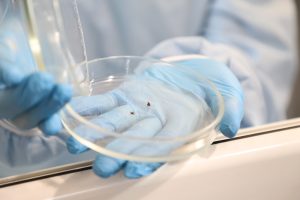 Нижегородцев предупредили ещё об одной клещевой инфекции — риккетсиозе